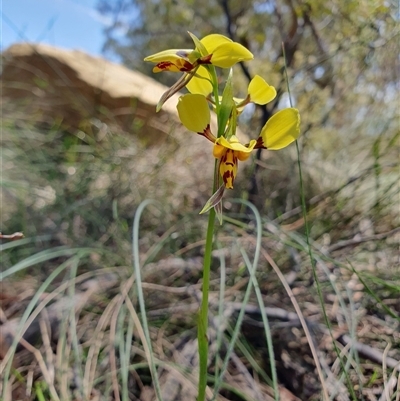 Diuris chryseopsis at Penrose, NSW - 22 Oct 2024 by Aussiegall