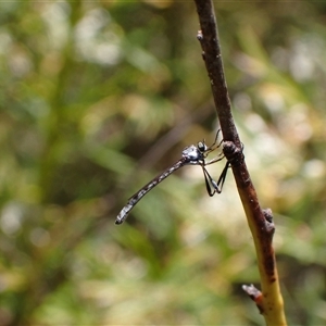 Leptogaster sp. (genus) at Murrumbateman, NSW - 26 Oct 2024