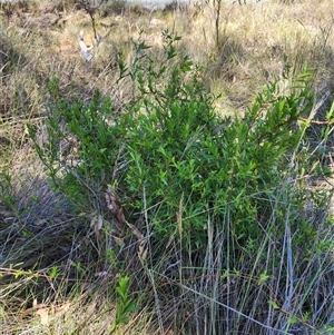 Billardiera heterophylla at Cook, ACT - 28 Oct 2024