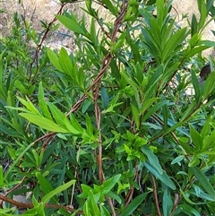 Billardiera heterophylla at Cook, ACT - 28 Oct 2024