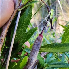 Billardiera heterophylla at Cook, ACT - 28 Oct 2024