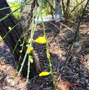 Cytisus scoparius subsp. scoparius at Cook, ACT - 28 Oct 2024 11:22 AM