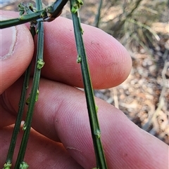 Cytisus scoparius subsp. scoparius at Cook, ACT - 28 Oct 2024 11:22 AM