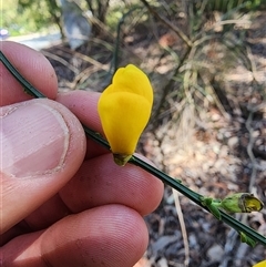 Cytisus scoparius subsp. scoparius at Cook, ACT - 28 Oct 2024 11:22 AM