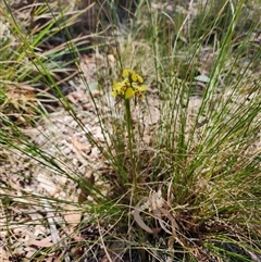 Diuris sulphurea (Tiger Orchid) at Cook, ACT - 28 Oct 2024 by HarleyB