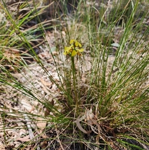 Diuris sulphurea at Cook, ACT - 28 Oct 2024