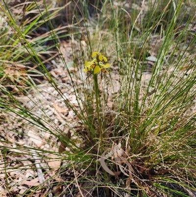 Diuris sulphurea (Tiger Orchid) at Cook, ACT - 28 Oct 2024 by HarleyB