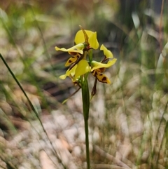 Diuris sulphurea at Cook, ACT - 28 Oct 2024