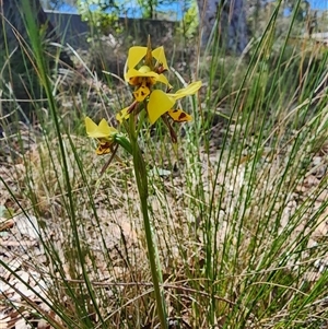 Diuris sulphurea at Cook, ACT - 28 Oct 2024