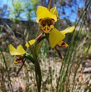 Diuris sulphurea at Cook, ACT - 28 Oct 2024