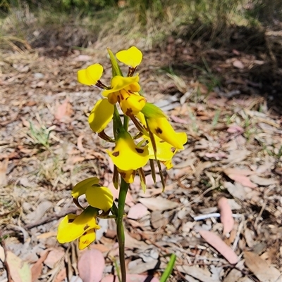 Diuris sulphurea (Tiger Orchid) at Cook, ACT - 27 Oct 2024 by HarleyB