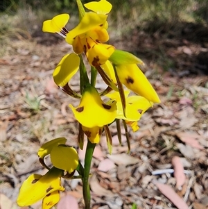 Diuris sulphurea at Cook, ACT - suppressed