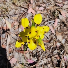 Diuris sulphurea at Cook, ACT - suppressed