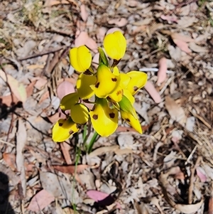 Diuris sulphurea at Cook, ACT - suppressed