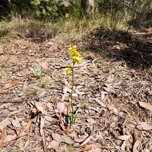 Diuris sulphurea at Cook, ACT - suppressed