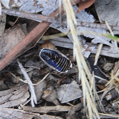 Unverified Cockroach (Blattodea, several families) at Higgins, ACT - 27 Oct 2024 by MichaelWenke