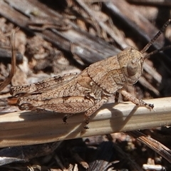 Phaulacridium vittatum (Wingless Grasshopper) at Hall, ACT - 28 Oct 2024 by Anna123