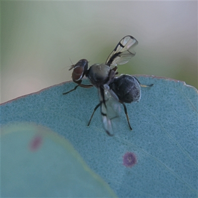 Pogonortalis doclea (Boatman fly) at Higgins, ACT - 27 Oct 2024 by MichaelWenke