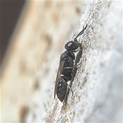 Apocrita (suborder) (Unidentified wasp) at Higgins, ACT - 27 Oct 2024 by MichaelWenke