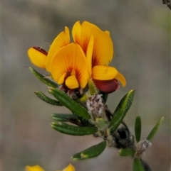 Pultenaea juniperina at Captains Flat, NSW - 28 Oct 2024 by Csteele4