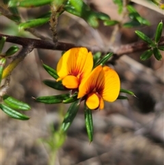 Pultenaea capitellata at Captains Flat, NSW - 28 Oct 2024 02:39 PM