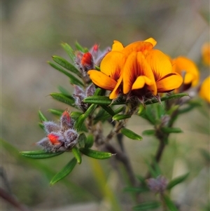 Pultenaea capitellata at Captains Flat, NSW - 28 Oct 2024 02:39 PM