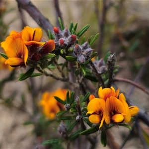 Pultenaea capitellata at Captains Flat, NSW - 28 Oct 2024