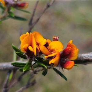 Pultenaea capitellata at Captains Flat, NSW - 28 Oct 2024