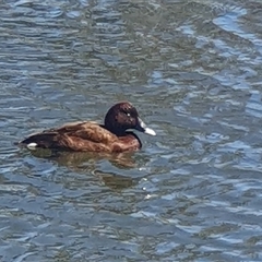 Aythya australis (Hardhead) at Casey, ACT - 28 Oct 2024 by Kelly123456