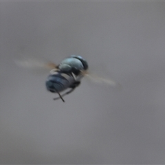 Stomorhina sp. (genus) (Snout fly) at Higgins, ACT - 27 Oct 2024 by MichaelWenke