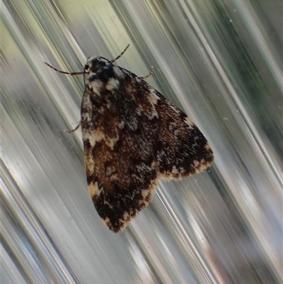 Halone (genus) (A Tiger moth) at Murrumbateman, NSW - 27 Oct 2024 by SimoneC