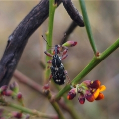 Aoplocnemis sp. (genus) at Captains Flat, NSW - 28 Oct 2024