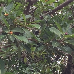 Ficus drupacea (red or drupe fig) at Manoora, QLD - 28 Oct 2024 by JasonPStewartNMsnc2016