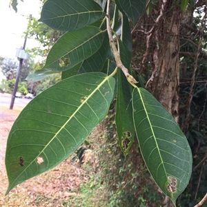 Ficus drupacea at Manoora, QLD - 28 Oct 2024