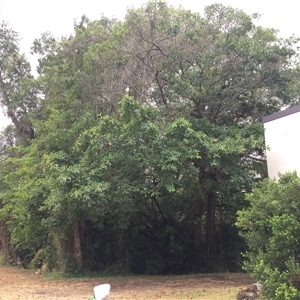 Ficus drupacea at Manoora, QLD - 28 Oct 2024