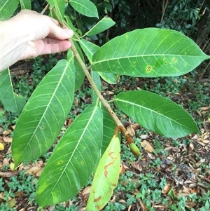 Ficus drupacea at Manoora, QLD - 28 Oct 2024 12:55 PM