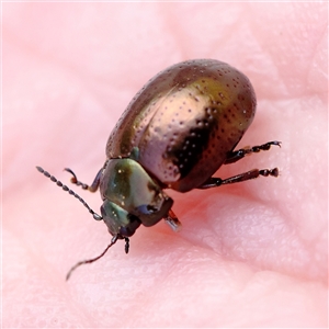 Chrysolina quadrigemina at Pialligo, ACT - 27 Oct 2024