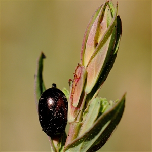 Chrysolina quadrigemina at Pialligo, ACT - 27 Oct 2024