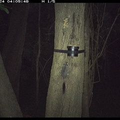 Phascogale tapoatafa (Brush-tailed Phascogale) at Shark Creek, NSW - 24 Oct 2024 by Topwood