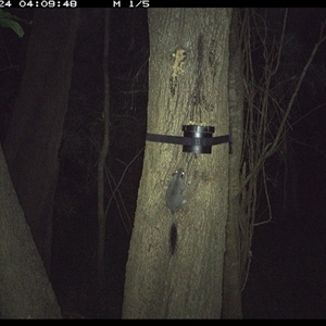 Phascogale tapoatafa (Brush-tailed Phascogale) at Shark Creek, NSW by topwood