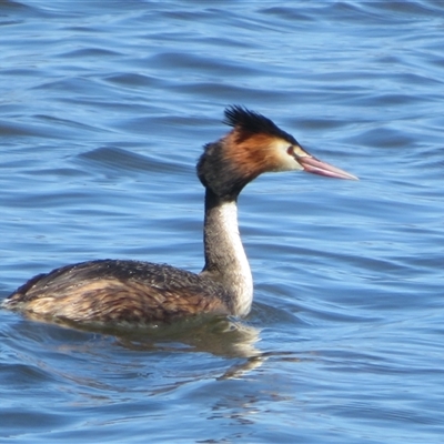 Podiceps cristatus (Great Crested Grebe) at Dunlop, ACT - 27 Oct 2024 by Christine