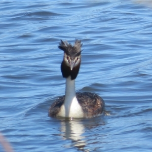 Podiceps cristatus at Dunlop, ACT - 28 Oct 2024 10:54 AM