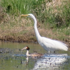 Podiceps cristatus at Dunlop, ACT - 28 Oct 2024 10:54 AM