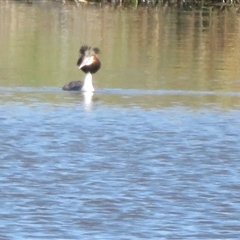 Podiceps cristatus at Dunlop, ACT - 28 Oct 2024