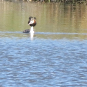 Podiceps cristatus at Dunlop, ACT - 28 Oct 2024