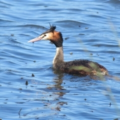 Podiceps cristatus at Dunlop, ACT - 28 Oct 2024