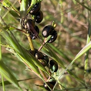 Chrysolina quadrigemina at Whitlam, ACT - 28 Oct 2024