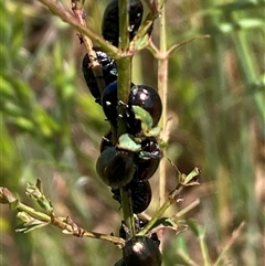 Chrysolina quadrigemina at Whitlam, ACT - 28 Oct 2024