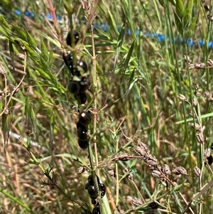 Chrysolina quadrigemina at Whitlam, ACT - 28 Oct 2024