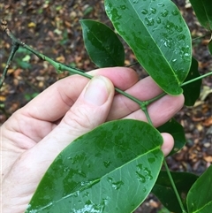 Archidendron hendersonii at Manoora, QLD - 28 Oct 2024